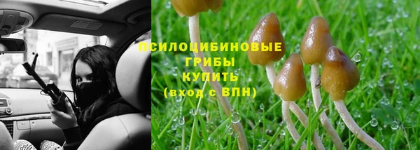 PSILOCYBIN Сосновый Бор